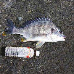 キビレ釣れた！