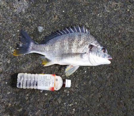 キビレ釣れた！