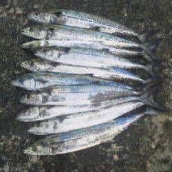 久しぶりの大漁