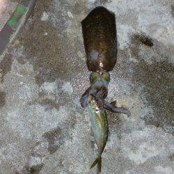 せんしゅうのリベンジ