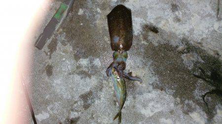 せんしゅうのリベンジ