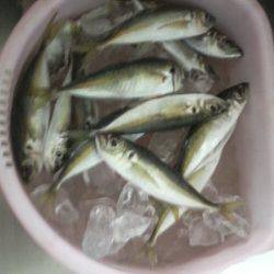 逃した魚は・・・