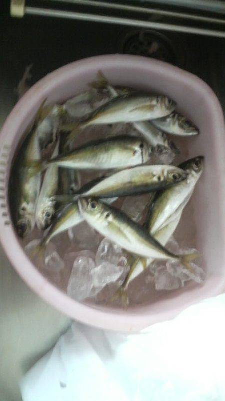 逃した魚は・・・