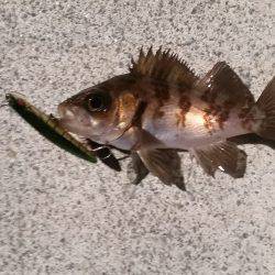 メバル復調の兆し？？