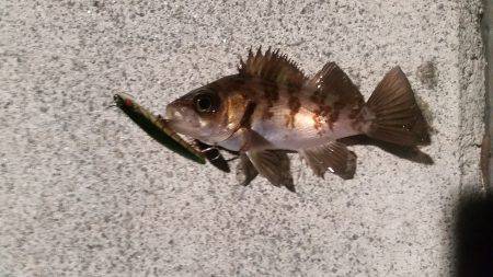 メバル復調の兆し？？