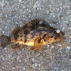 癒しのタケノコメバル