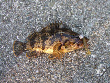 癒しのタケノコメバル