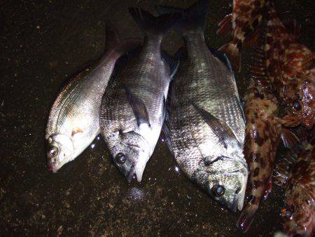 新マイポイント発見！