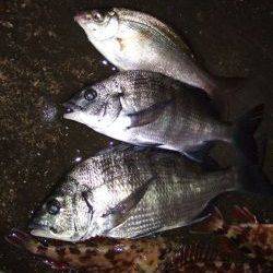 新マイポイント発見！