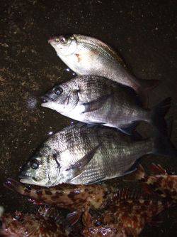 新マイポイント発見！