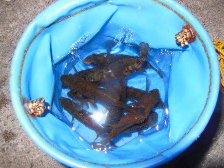 ちんまいけど楽しい♪