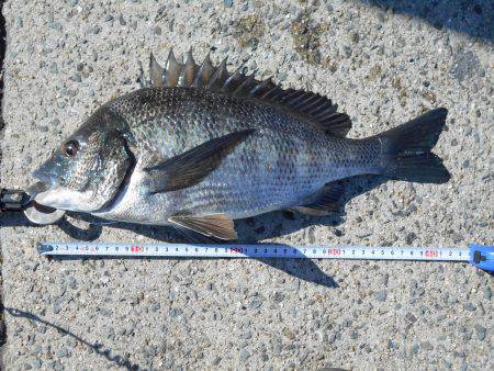 落とし込みで４１ｃｍチヌ１匹ＧＥＴ