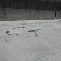 甲イカ１杯釣れました。