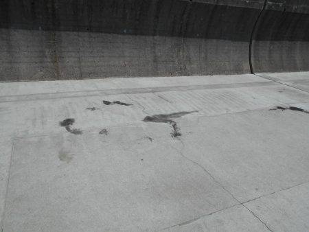 甲イカ１杯釣れました。