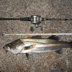 メタルバイブのテクトロでヒット♪