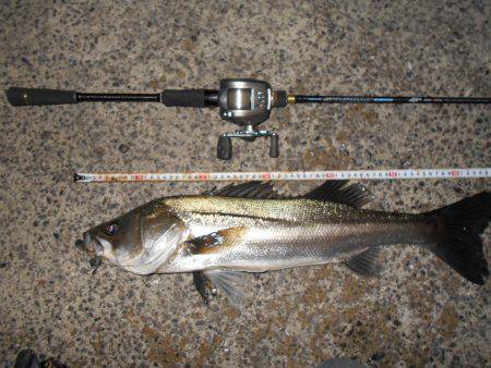 メタルバイブのテクトロでヒット♪