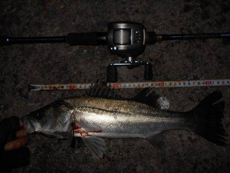 メタルバイブでチヌ＆シーバス♪