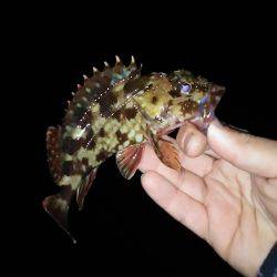 淡路島でもちんまいメバル(笑)