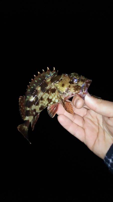 淡路島でもちんまいメバル(笑)