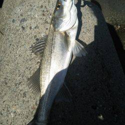 ぽかぽか陽気のシーバスフィッシング