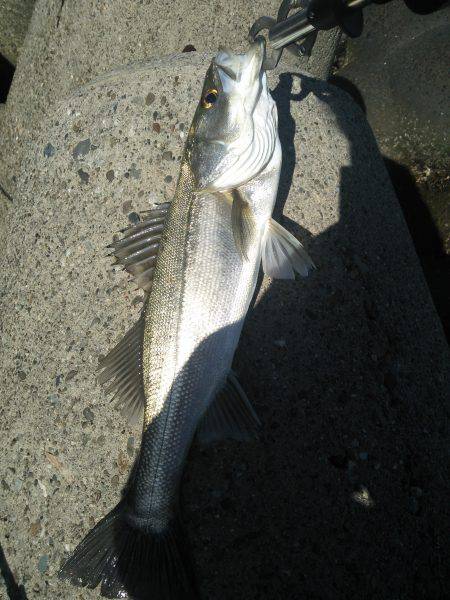 ぽかぽか陽気のシーバスフィッシング