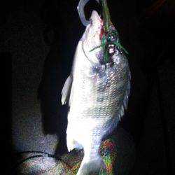 コンッコン、ごんっ！