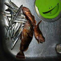 サビキとルアーで