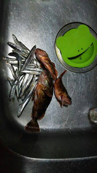 サビキとルアーで