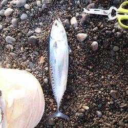 久しぶりのカツオ