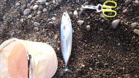 久しぶりのカツオ