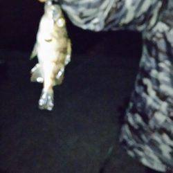 友人達とワイワイメバリング♪