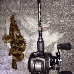 ガシラタケノコメバル爆釣かな?