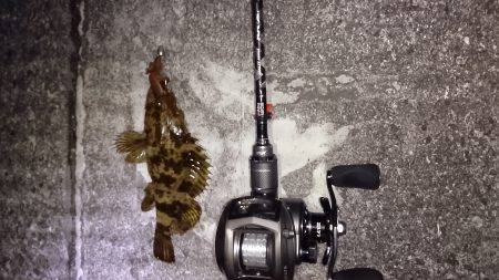 ガシラタケノコメバル爆釣かな?