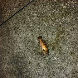 いろんな魚狙い