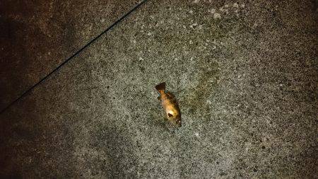 いろんな魚狙い