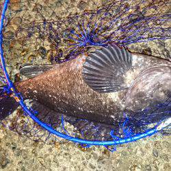 想定外のクロソイ