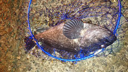 想定外のクロソイ