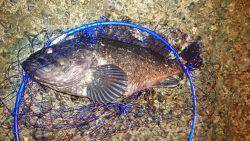 想定外のクロソイ