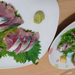 マグロ釣りたい～