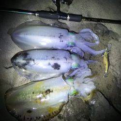 小さいですが釣れました