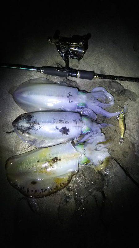 小さいですが釣れました