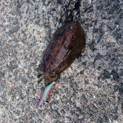 コウイカ狙いで