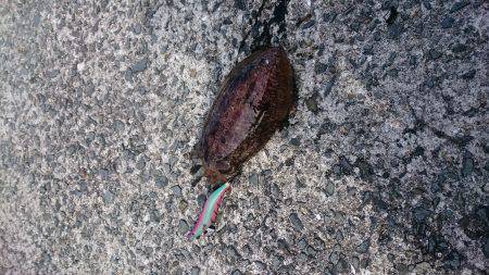 コウイカ狙いで