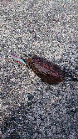 コウイカ狙いで