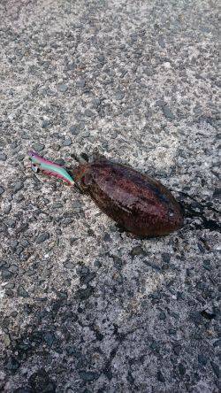 コウイカ狙いで