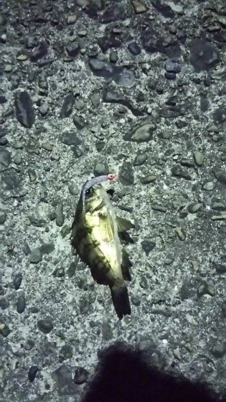 今年はメバルが多い？