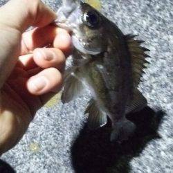 アジは厳しいー