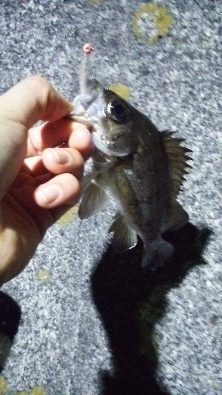 アジは厳しいー