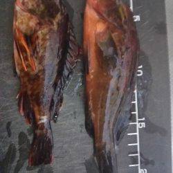 仕事帰りに軽く釣行