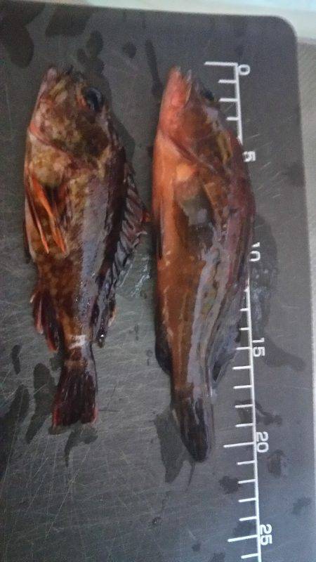 仕事帰りに軽く釣行